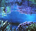 vegetation under water